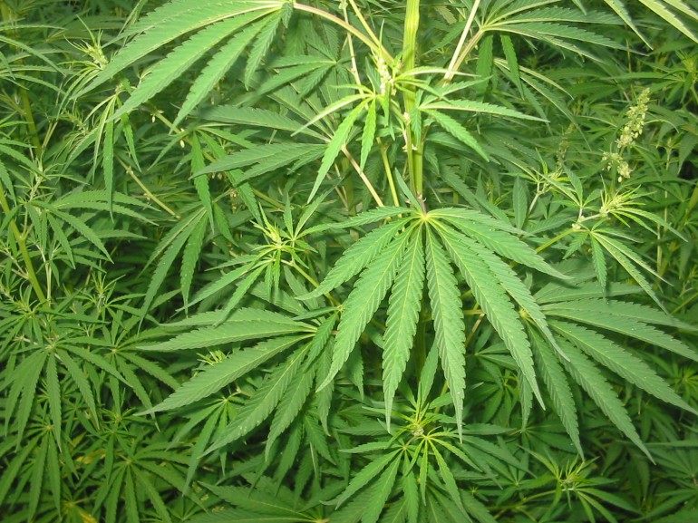 Cannabis coltivata sui Monti Lattari, scatta il sequestro
