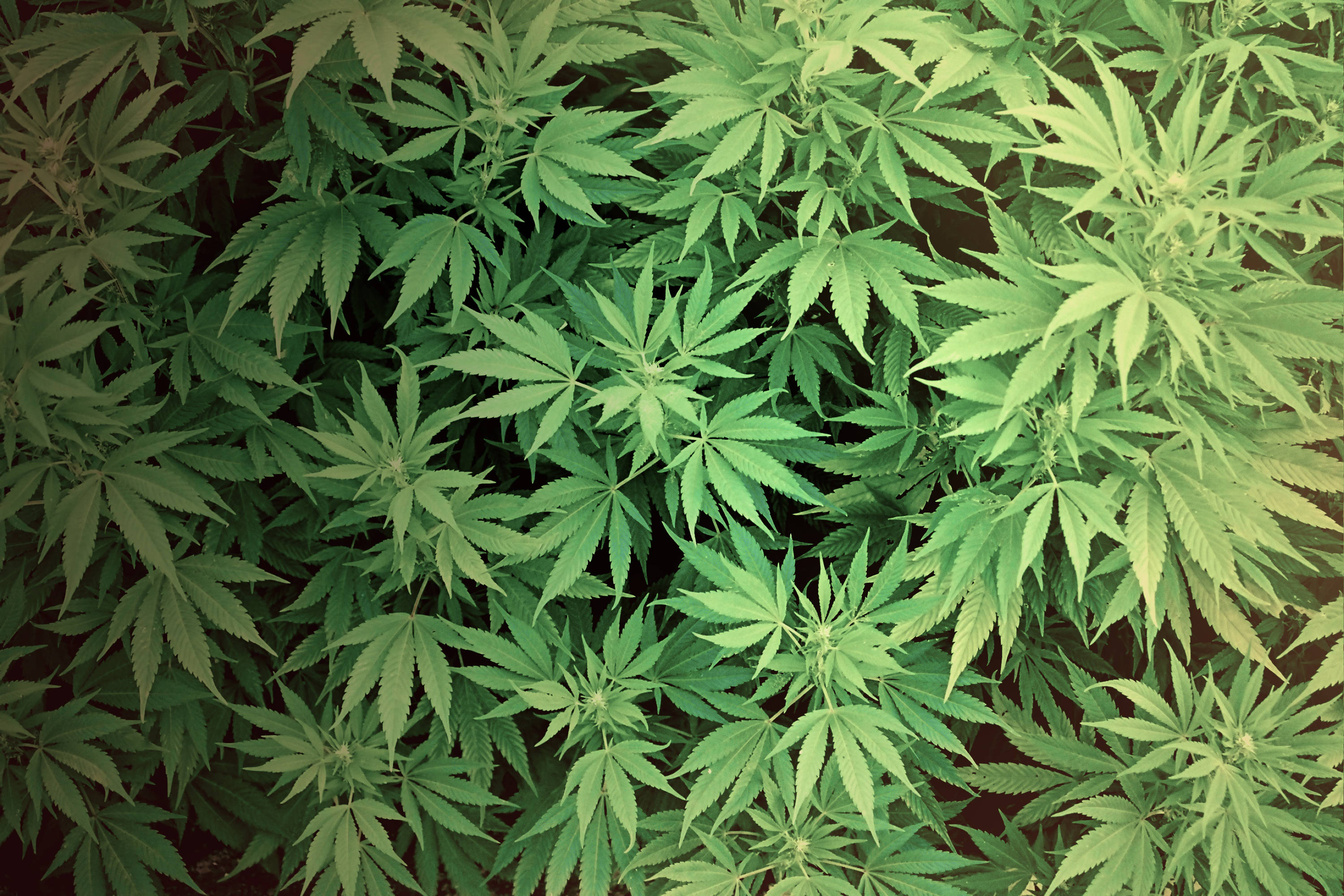 Serra di marijuana in giardino, nei guai un 64enne a Baia