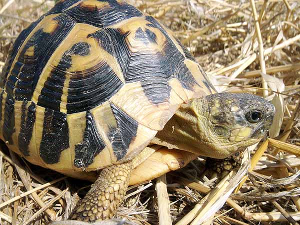 Cimitile, trasportavano tartarughe di specie protetta, denunciati