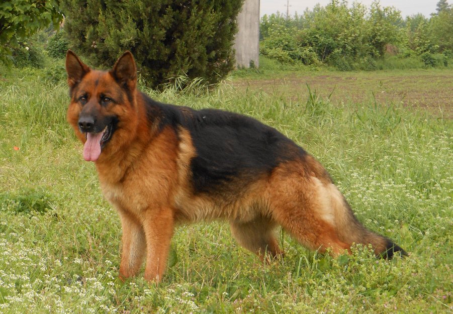 Aggredita da un pastore tedesco a Napoli, il cane le porta via il naso e le palpebre