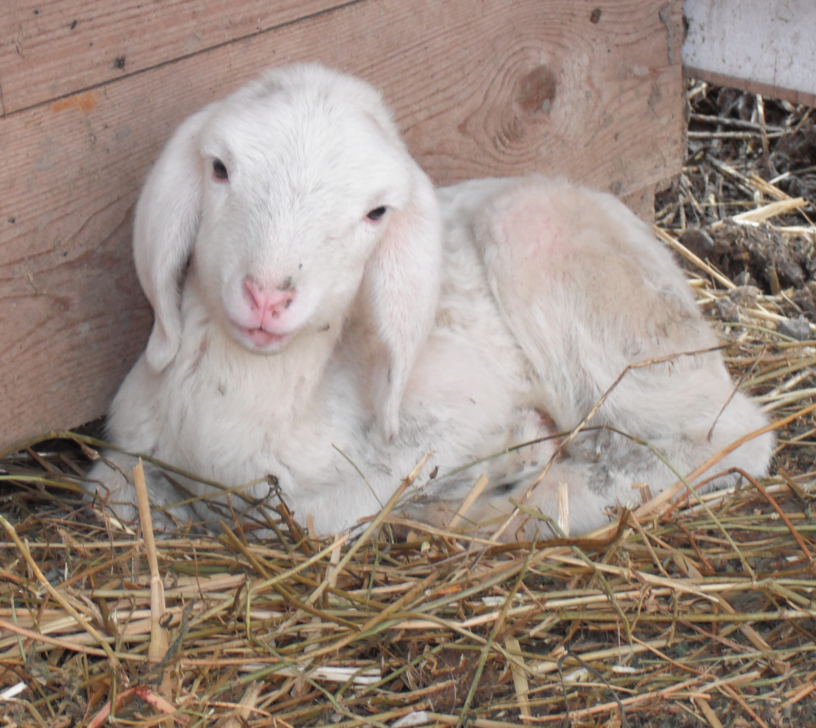 Pasqua 2015, una petizione contro la mattanza degli agnelli. Oltre 17.770 firme contro la “Pasqua di Sangue”