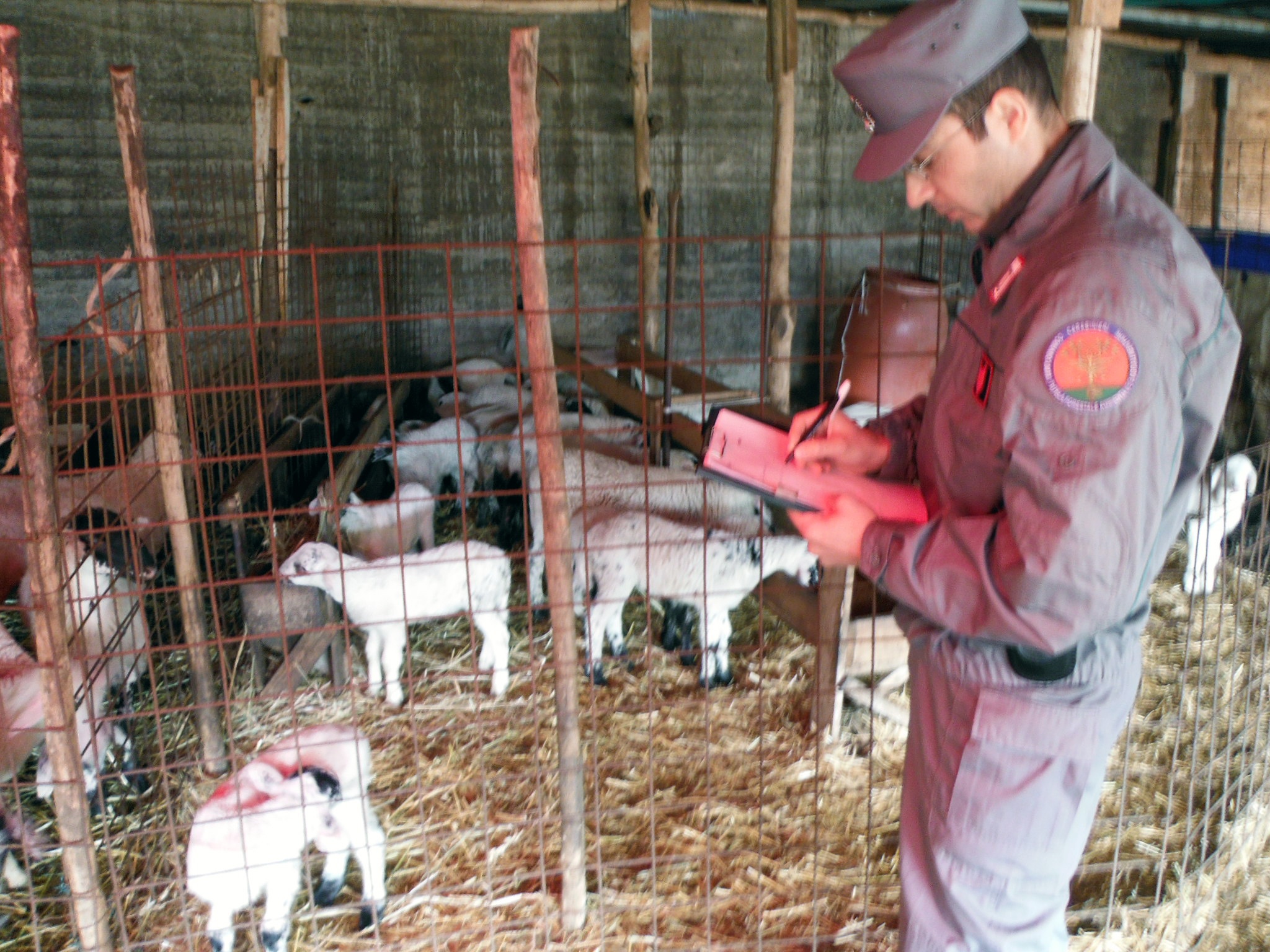 Irregolarità sanitarie e per la tracciabilità degli animali d’allevamento: sigilli ad un’azienda avellinese e sanzioni per una macelleria di Nola