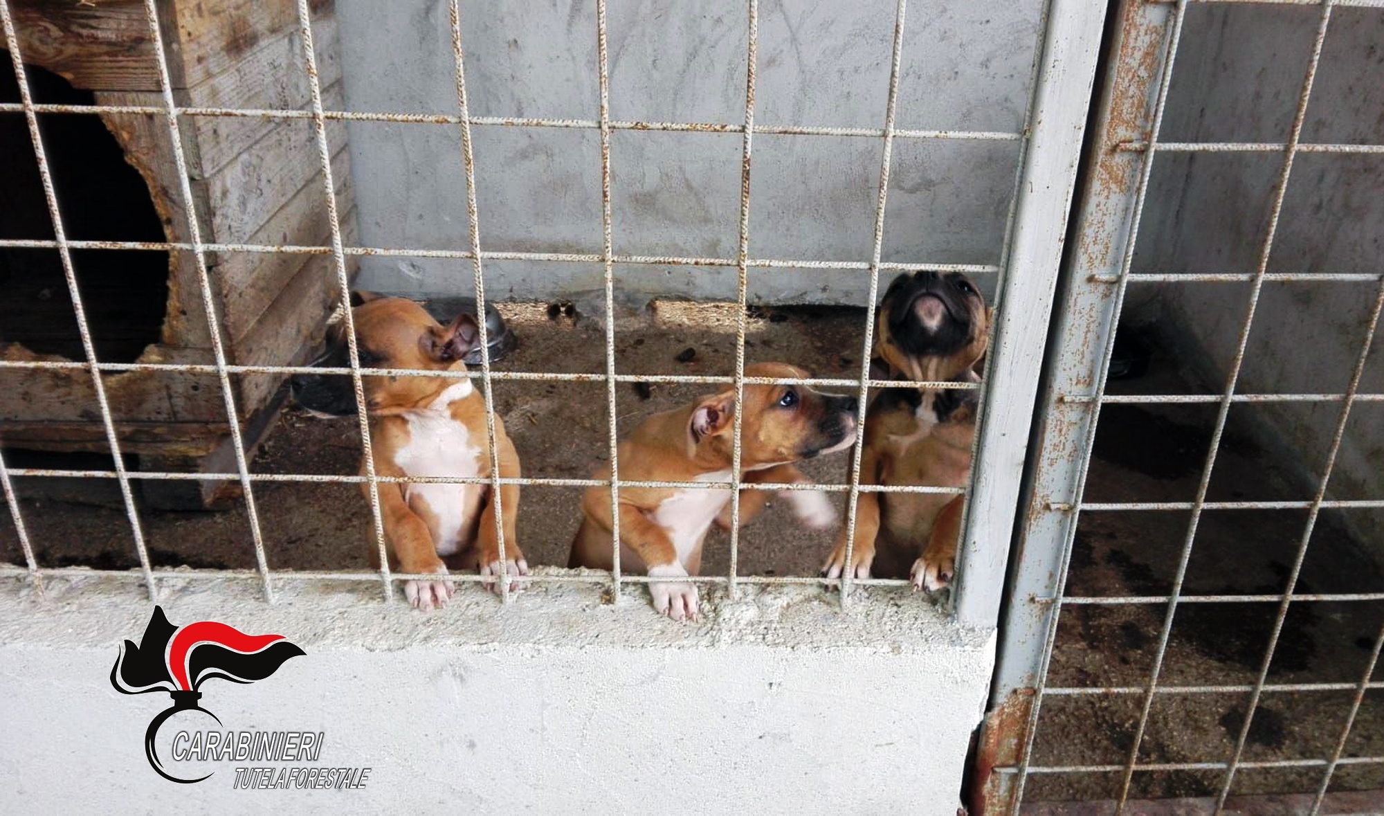 Nola: maltrattamenti e irregolarità per 18 cani in località Candelaio