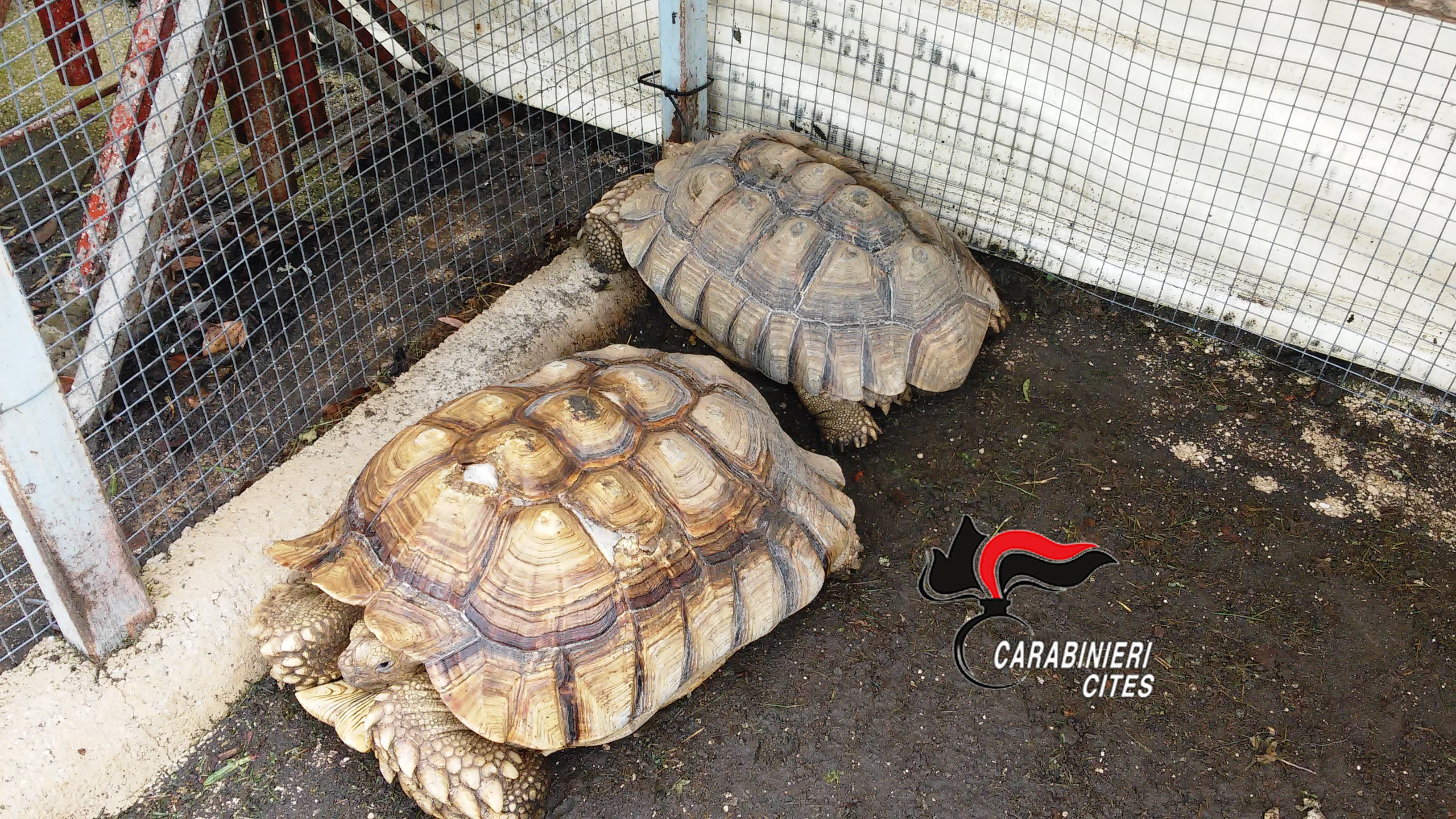 Somma Vesuviana: coniugi nascondevano in casa 5 tartarughe a rischio estinzione