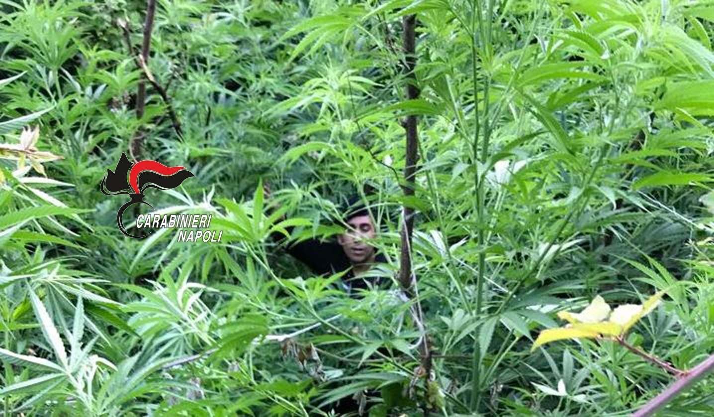 Ancora cannabis sui monti Lattari, trovate piantine alte anche 2 metri