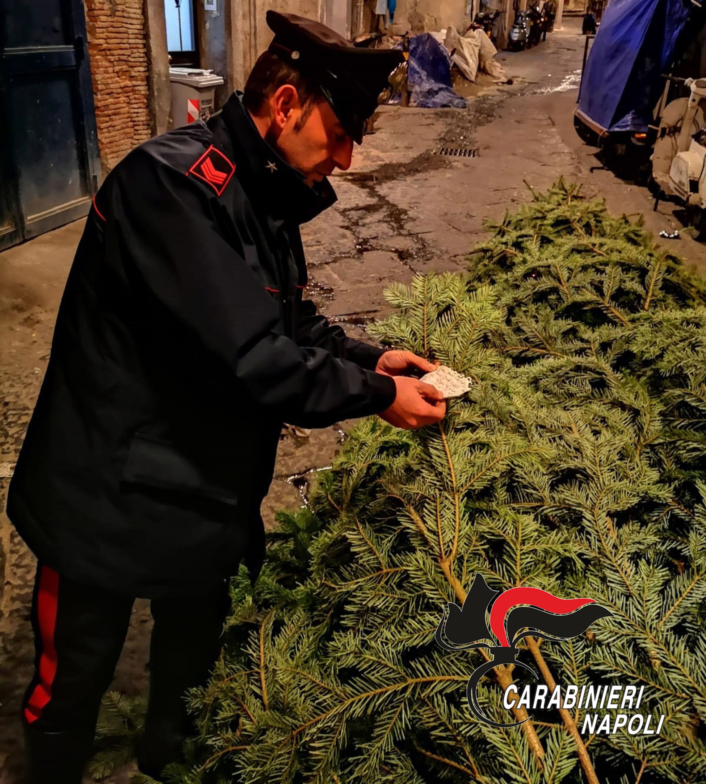 Napoli: ritrovato l’albero di Natale rubato poche ore prima