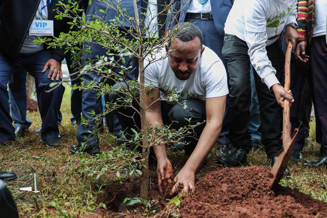 L’ Etiopia ha piantato 350 milioni di alberi in sole 12 ore