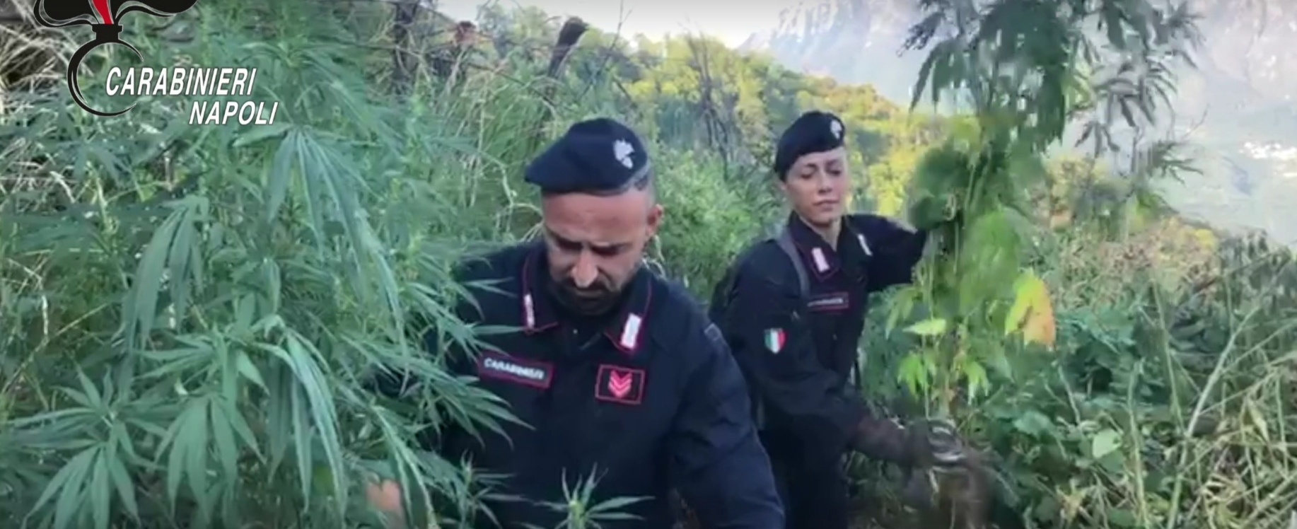 Scoperte 3 piantagioni di cannabis sui Monti Lattari: quasi 3000 piantine coltivate