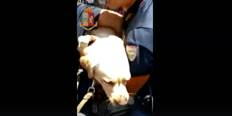 Napoli: poliziotti salvano cane chiuso in macchina sotto il sole