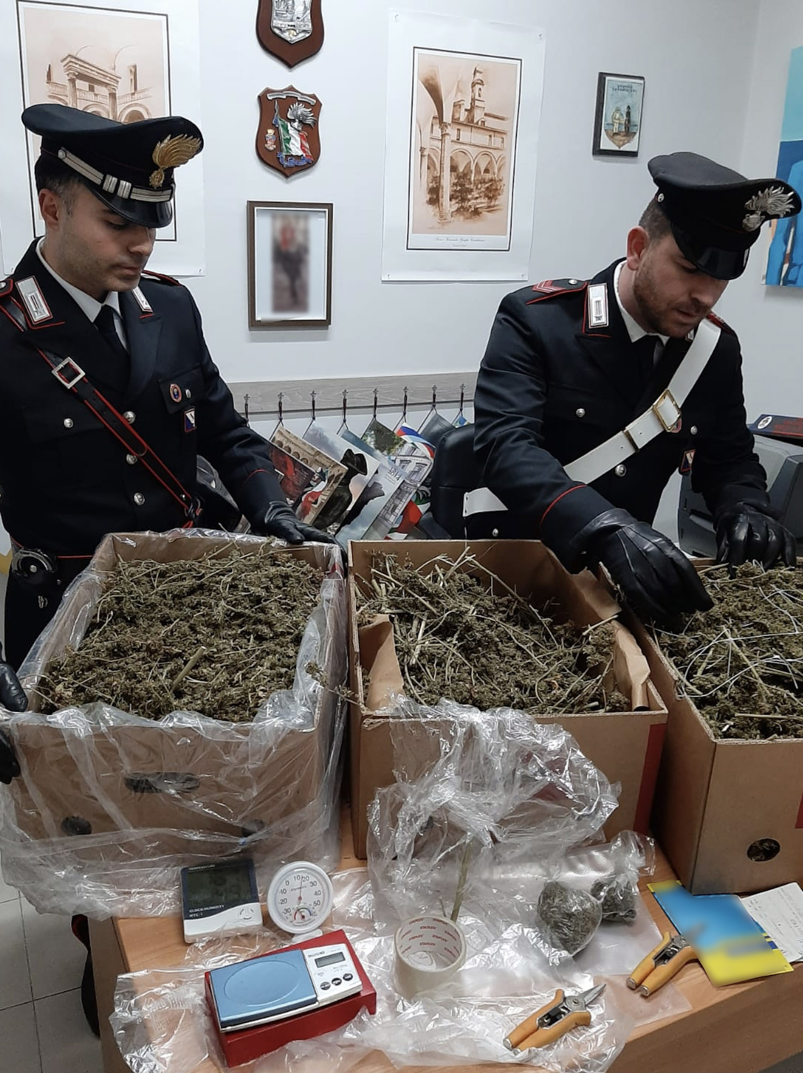 Palma Campania: arrestati papà e figlio, coltivavano droga in casa
