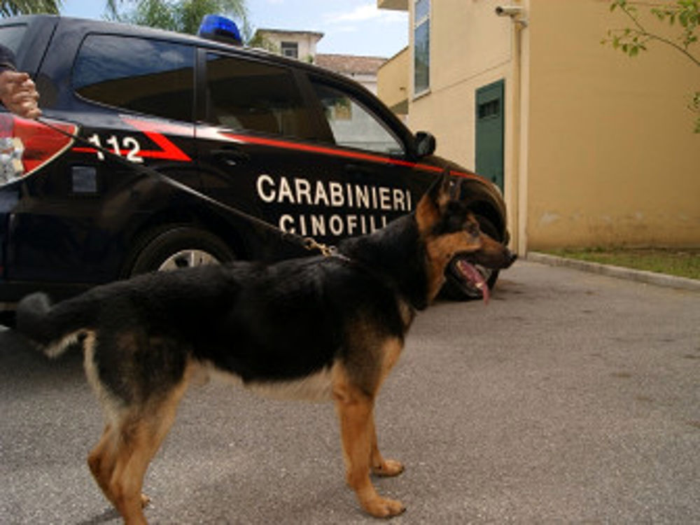 Cicciano: scoperta dai cani antidroga con hashish in cucina, arrestata pusher 25enne