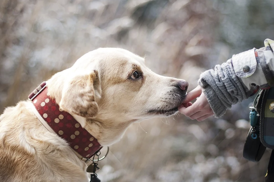 1 euro al giorno per chi adotta un cane: l’iniziativa a Palma Campania
