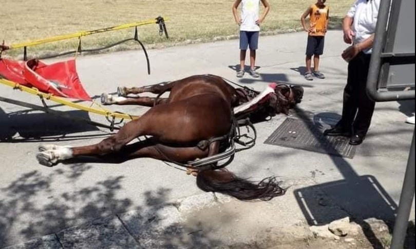Cavallo muore per il caldo alla Reggia di Caserta, proteste degli animalisti