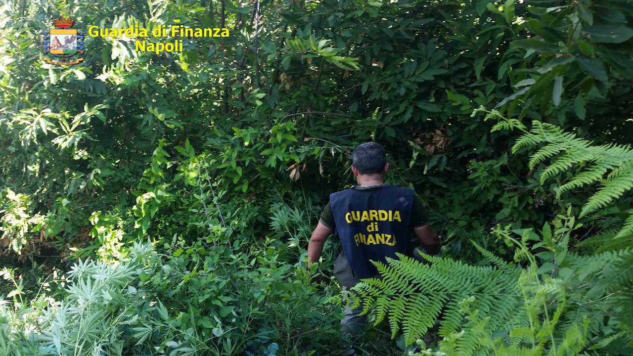 Napoli: scoperta piantagione di marijuana nel quartiere Pianura