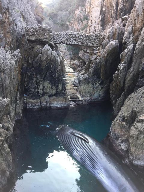 Capri: trovata carcassa di balena morta