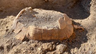 Pompei: scoperta testuggine di 2000 anni fa con il suo uovo intatto