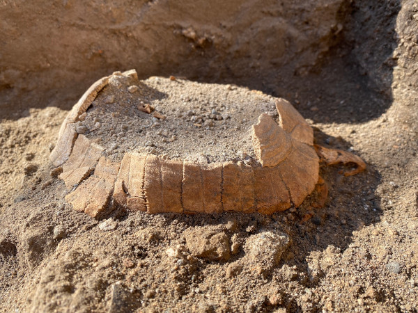 Pompei: scoperta testuggine di 2000 anni fa con il suo uovo intatto
