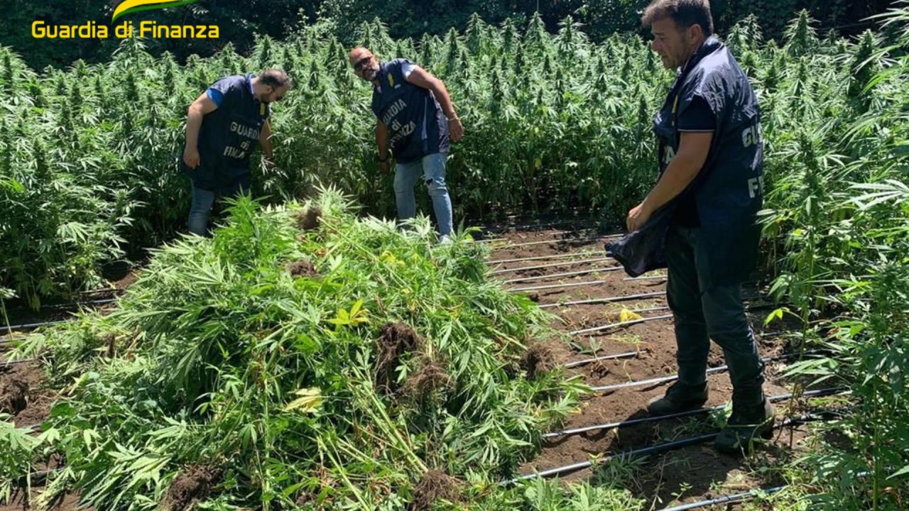 Scoperta una piantagione di cannabis nel Napoletano: era nascosta in un bosco