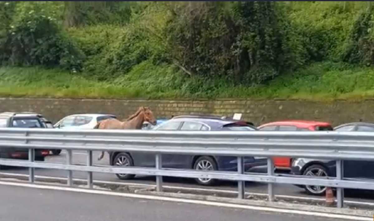 Napoli: cavallo scappa e finisce in autostrada
