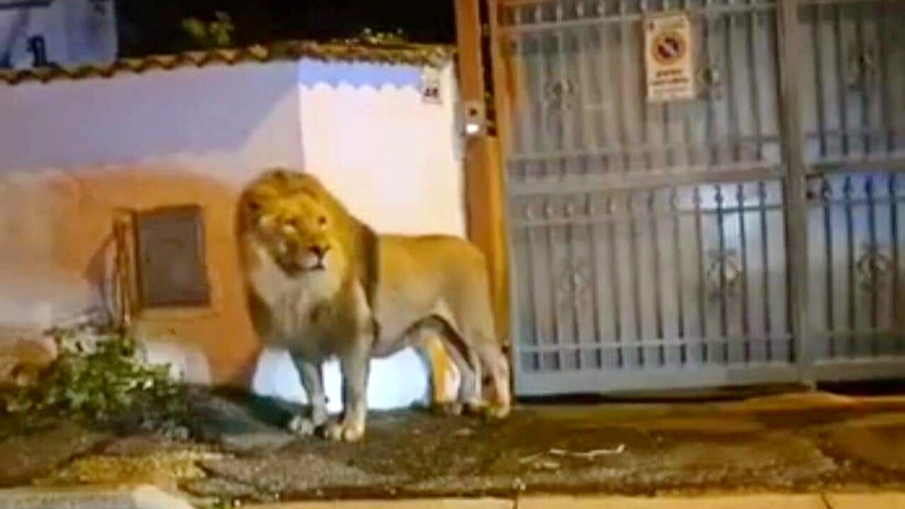 Leone scappa dal circo a Ladispoli, sedato e catturato dopo ore